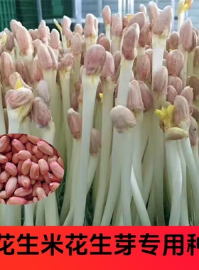水培花生芽种子花育9616花育25花生种子手剥花生米花生芽专用种子