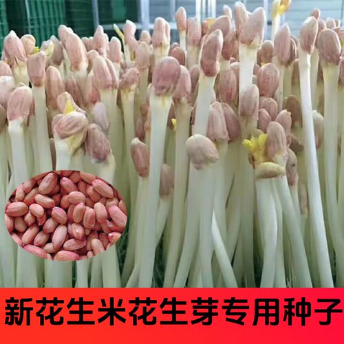 手剥花生米花生芽种子花育9616