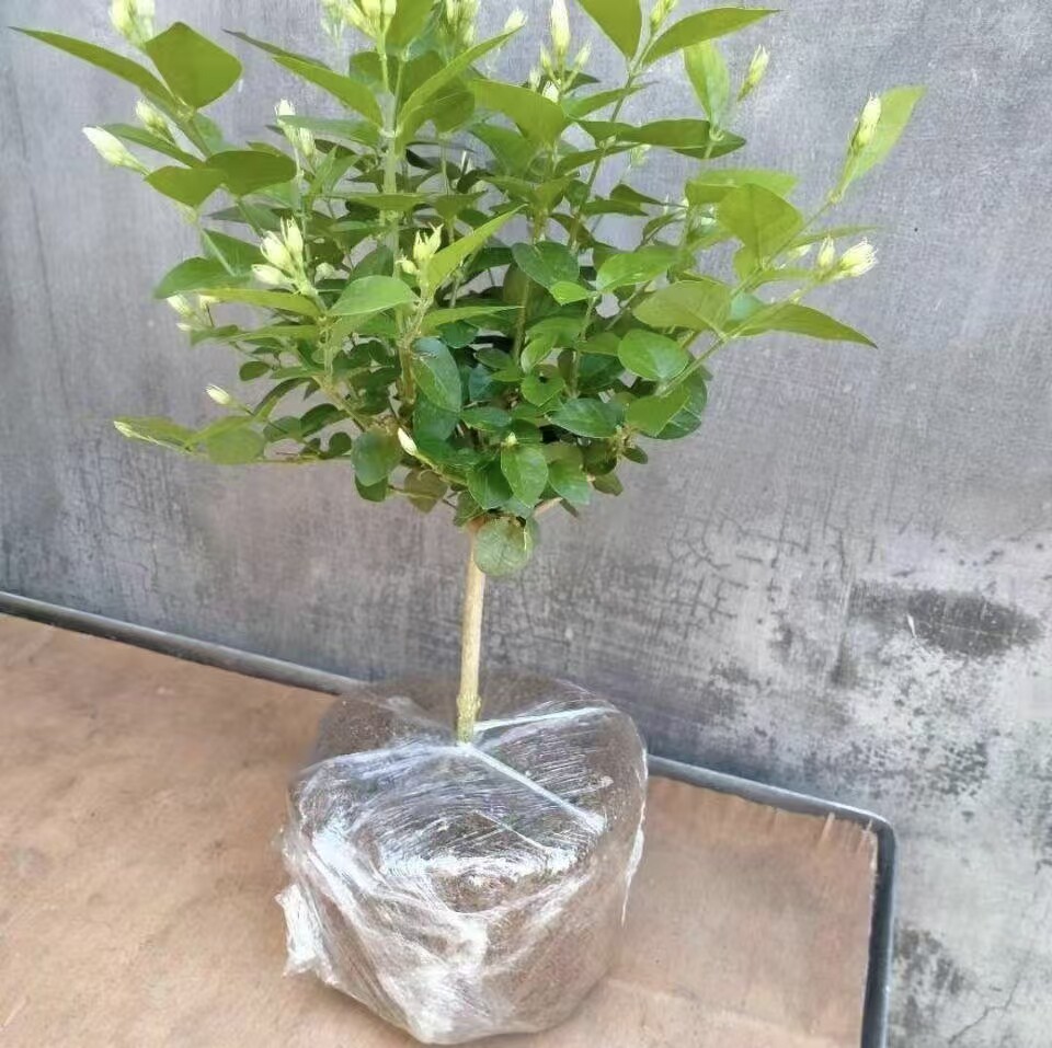 正宗单瓣笔尖茉莉花香味浓花大