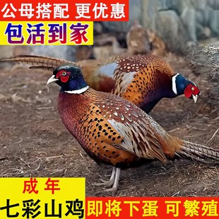 农家散养七彩山鸡一对观赏鸡成年活体纯种土鸡月子鸡活鸡包活
