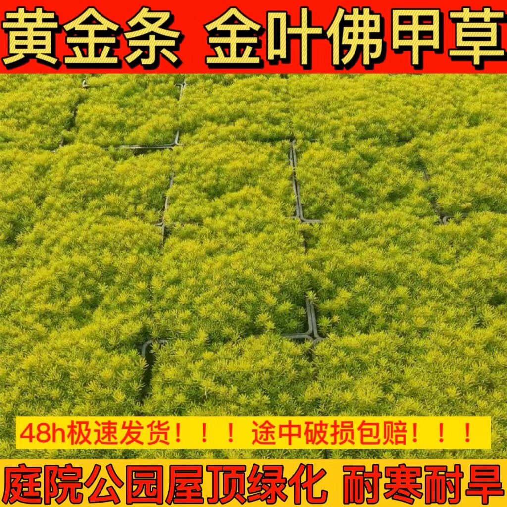 金叶佛甲草黄金条花苗青州盆栽花卉庭院屋顶绿化工程多年生耐热