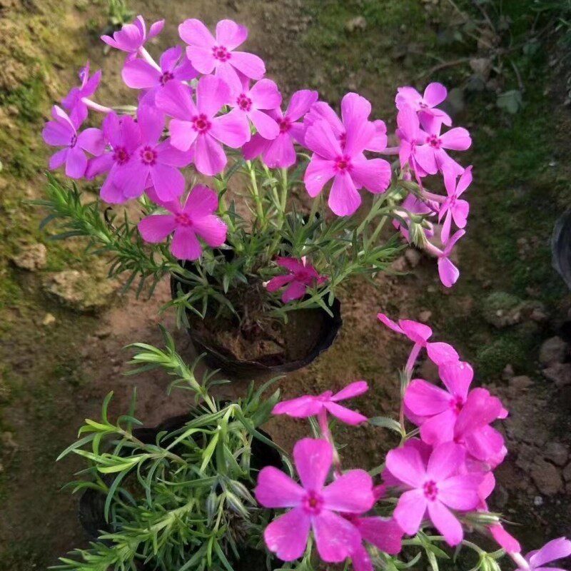 芝樱花苗丛生福禄考工程庭院绿化青州盆栽花卉耐寒多年生地被小苗