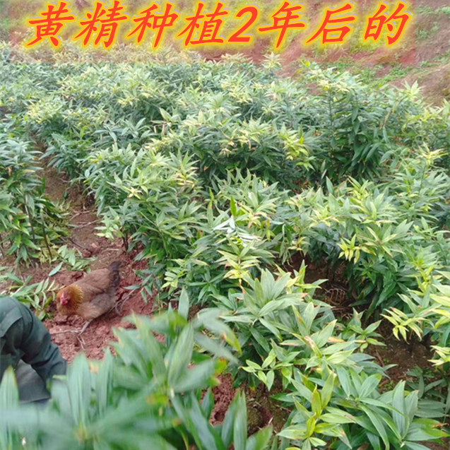 四川农家 新鲜药食用源甜黄精 种苗干片制一斤种植专用2斤包邮