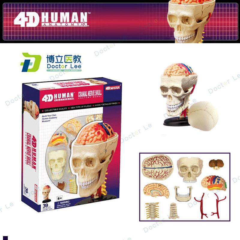 4DMASTER人体结构解剖模型益智玩具礼品皮R肤头骨呼吸系统生殖