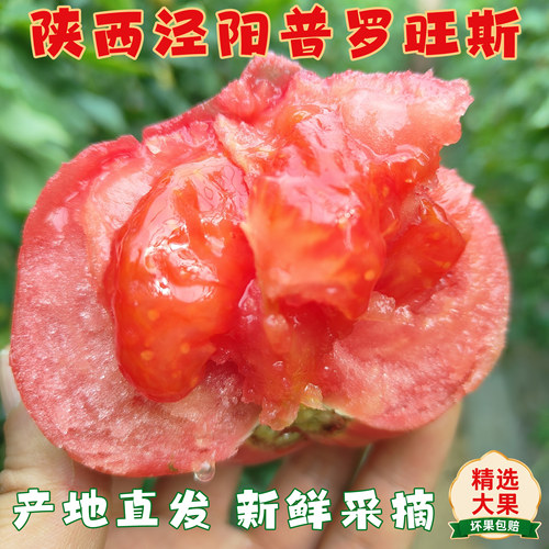正宗普罗旺斯西红柿陕西泾阳水果番茄现摘新鲜自然熟生吃沙瓤多汁