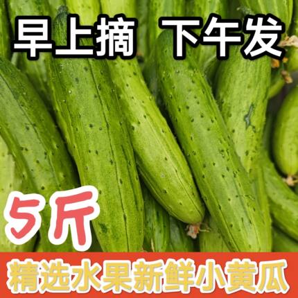 旱黄瓜东北农家自种应季新鲜现摘水果小黄瓜青瓜旱黄瓜蔬菜