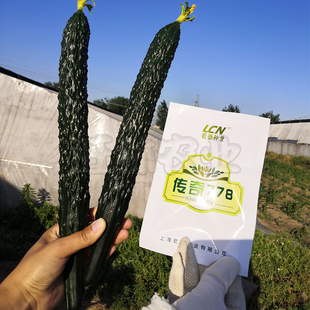 耐低温传奇778黄瓜种子高产抗病春秋冬季栽培短把密刺油亮778-2