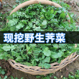 陕西秦岭野生荠菜野菜新鲜包邮现挖荠荠菜1斤5斤地菜饺子馅精选
