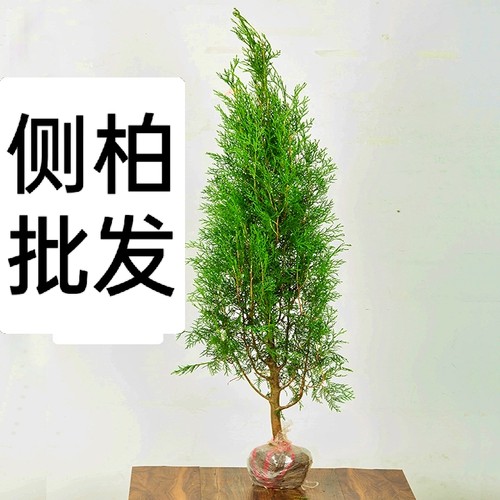 柏树树苗 塔柏 侧柏树苗扁柏圆柏 宝塔松 龙柏松柏树苗绿化四季青