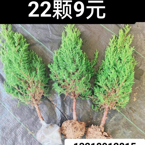 柏树侧柏塔柏扁柏现挖包邮发货