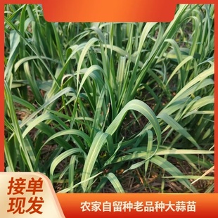 农家自种老品种大蒜苗洋蒜自留种大蒜苗炒肉蒜苗白根蒜苗青蒜苗