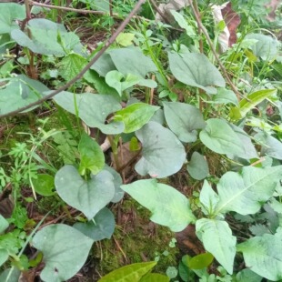 湖北深山新鲜野生鱼腥草时令野菜折耳根现挖侧耳节节根带叶发货