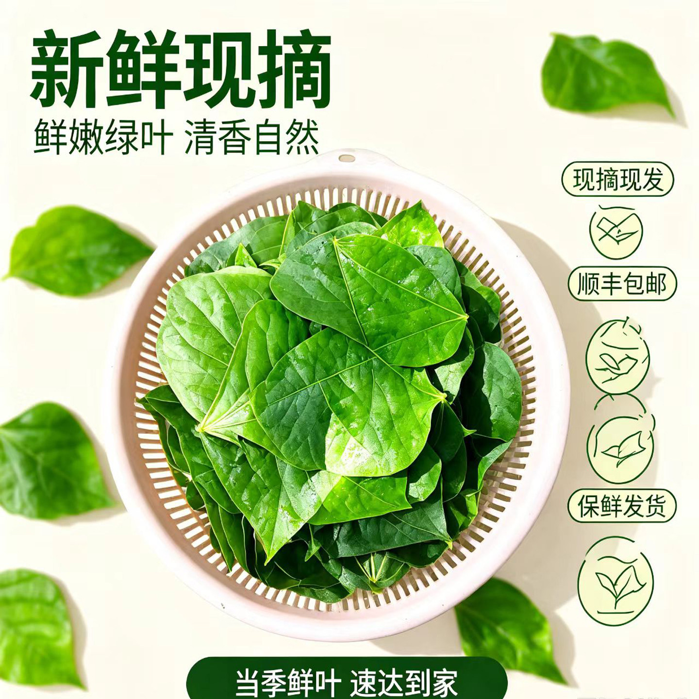 农家自种无农残现摘豆角叶
