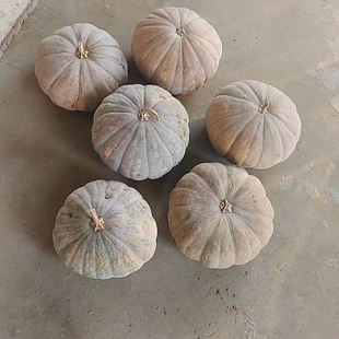 磨盘老品种老南瓜本地南瓜农家大南瓜万圣节搬家摆件雕刻粉糯香甜