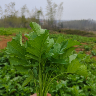 湖北野生腊菜苔苦辣菜冲菜苔可做酸菜食用野菜苔油菜苔雪里红500g