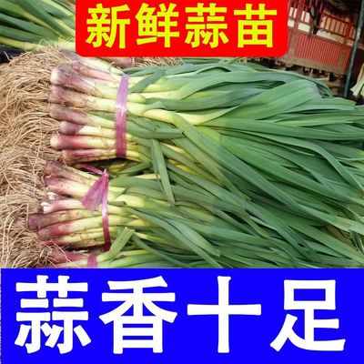 大蒜苗红根紫皮农家自种新鲜蔬菜紫皮红皮青蒜红根青叶红根大蒜苗