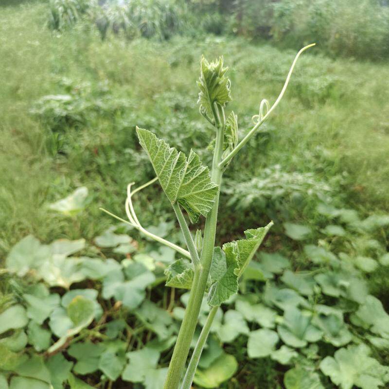 新鲜现摘农家南瓜尖顺丰包邮