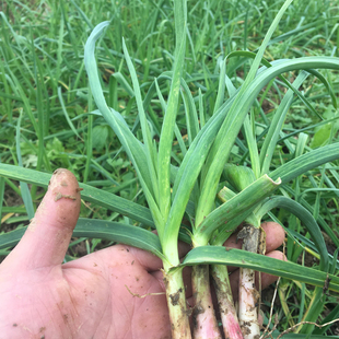 大蒜苗红根紫皮农家自种新鲜蔬菜紫皮红皮青蒜红根青叶红根大蒜苗