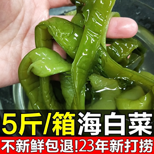 5斤整箱海白菜新鲜裙带梗段商用