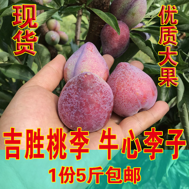 新鲜吉胜干核牛心李子吉林干碗桃李子东北特产水果一份5斤包邮