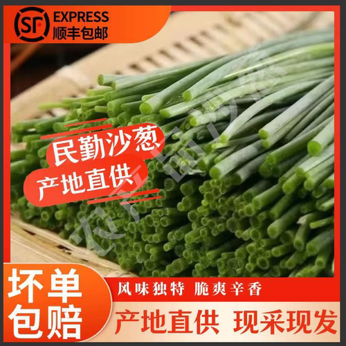 【顺丰包邮】精品新鲜沙葱现采现发保温箱保温发货沙葱菜脆爽辛香