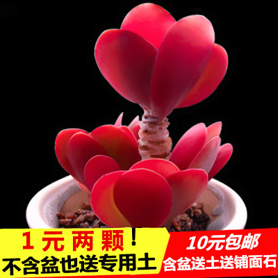 花卉單方療疾薈萃