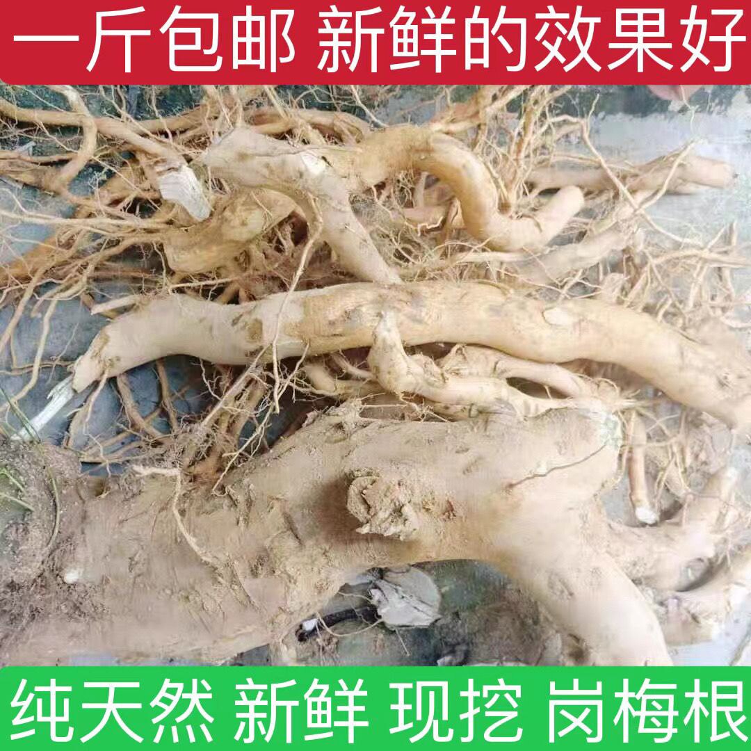 新鲜岗梅根 点称星 土甘草 山梅根 天星木 秤星树 纯根500g包邮