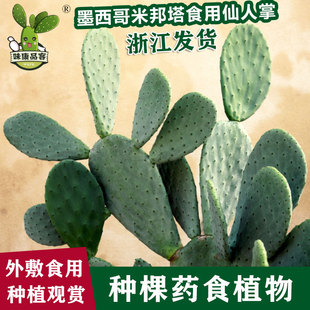 墨西哥米邦塔食用仙人掌多肉植物客厅阳台书房美化环境庭院种植