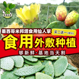 外敷 新鲜药用 内服美容正宗墨西哥米邦塔植物 盆栽 可食用仙人掌