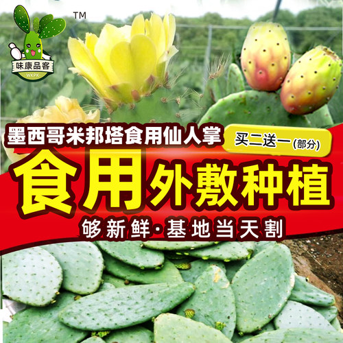 可食用仙人掌 盆栽 新鲜药用 外敷 内服美容正宗墨西哥米邦塔植物