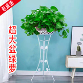 绿萝长藤绿植垂吊水培大盆栽客厅室内植物爬墙大叶款 绿箩