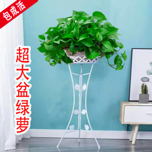 绿萝长藤绿植垂吊水培大盆栽客厅室内植物爬墙大叶款 绿箩