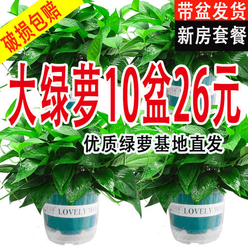 绿萝盆栽室内自吸水绿植好养活