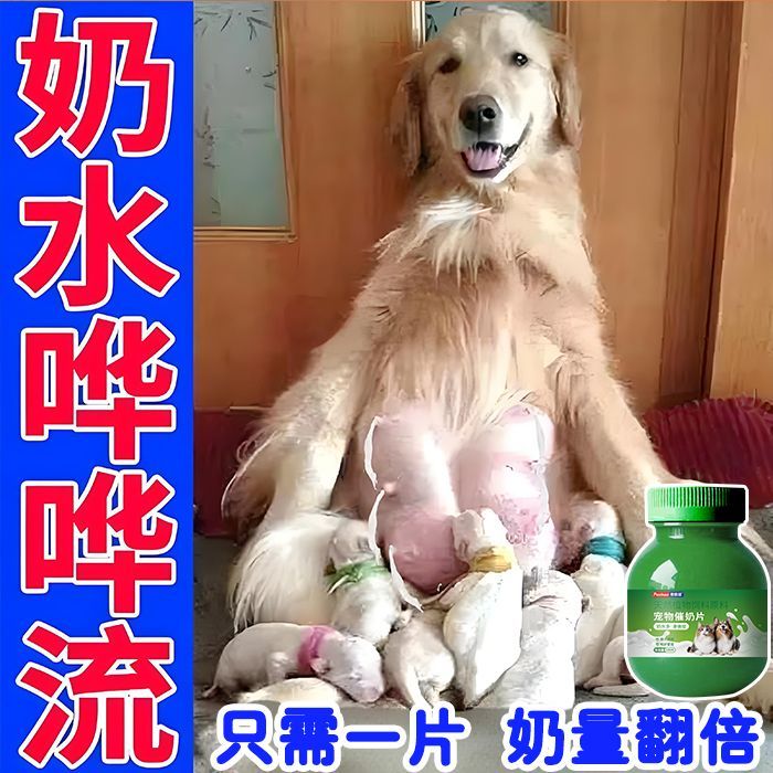 狗狗下奶催乳哺乳期奶犬
