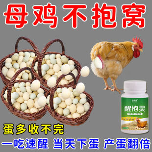 母鸡抱窝速效醒抱灵补钙扒窝翻倍产蛋鸡鸭鹅醒饲料添加剂