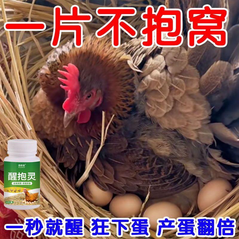 醒抱灵鸡抱窝速鸭鹅不起