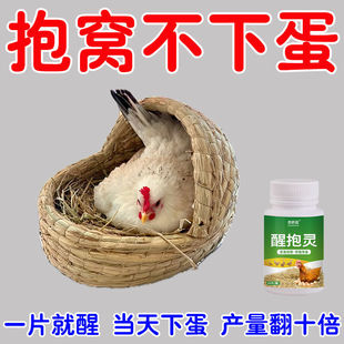 母鸡抱窝醒速效醒抱灵不让母鸡孵化扒窝抱窝鸡鸭鹅醒窝饲料添加剂