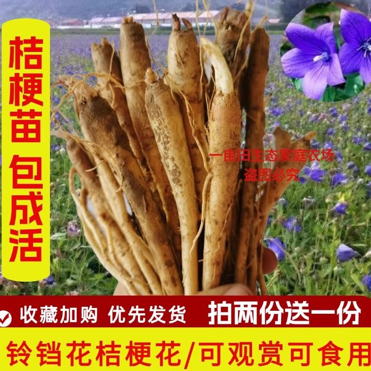 中药桔梗苗包邮食用桔梗苗新鲜桔