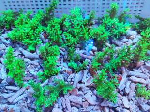 三个品种绿圣诞树lps人工珊瑚日本麦穗荧光 母体有售博海水族海缸