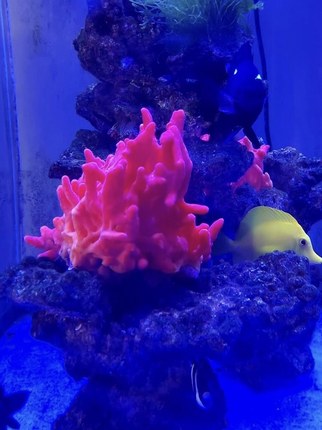 软红海棉 海水缸 海缸生物 软的 活体