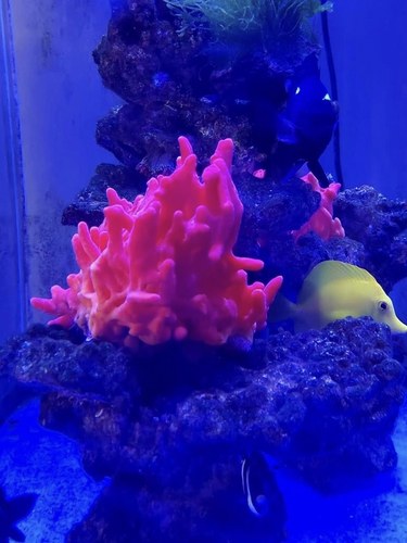 软红海棉 海水缸 海缸生物 软的 活体