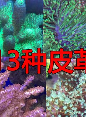 人工皮革品种软体九尾狐珊瑚