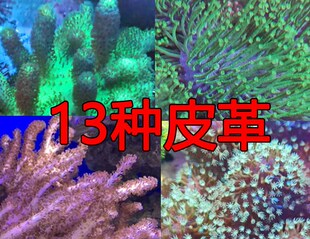 人工皮革 13个品种  珊瑚 活体 软体 圣诞树 九尾狐