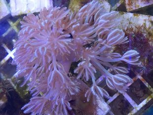 软件 闪千手 珊瑚活体 博海水族 鬼爪 人工繁殖 lps