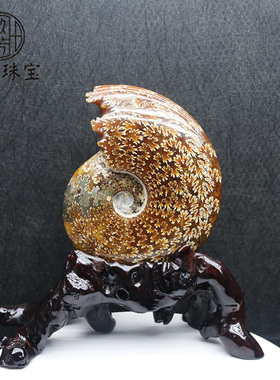 螺化石风水螺居家招财羊角螺化石