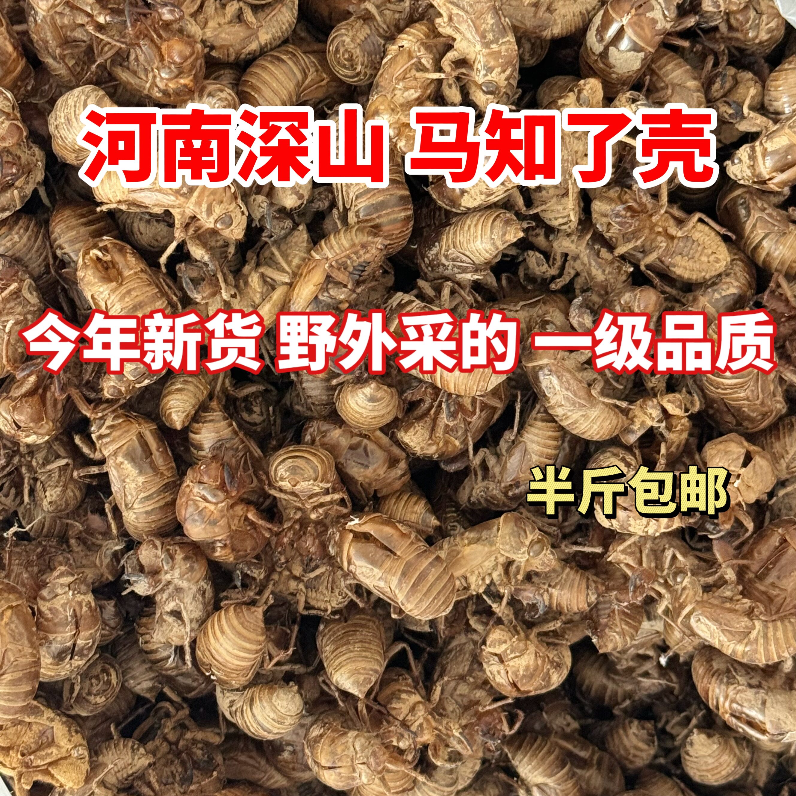 南召野生马知了壳蝉蜕金蝉衣金蝉壳退知了壳新货马猴壳打粉包邮
