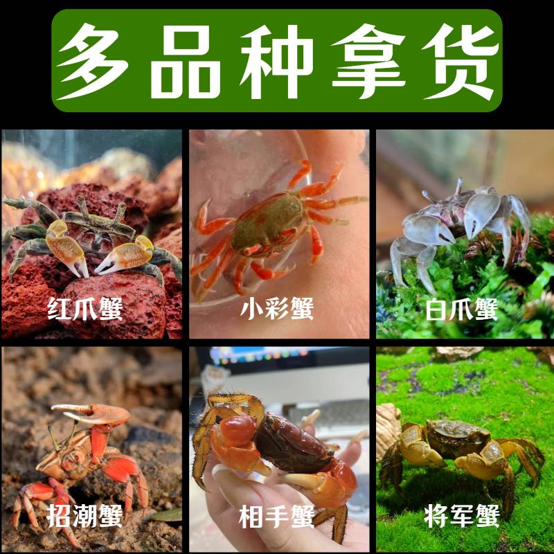 薄利多销观赏蟹批发渠道供应价格