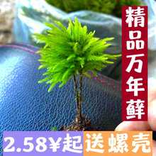 万年藓水草小型客厅生态鱼缸造景小植物水培净化水质耐低温微景观