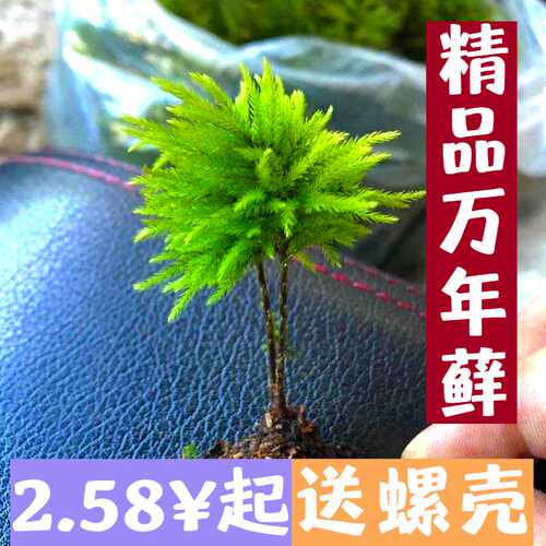 造景小型绿植万年藓客厅微景观