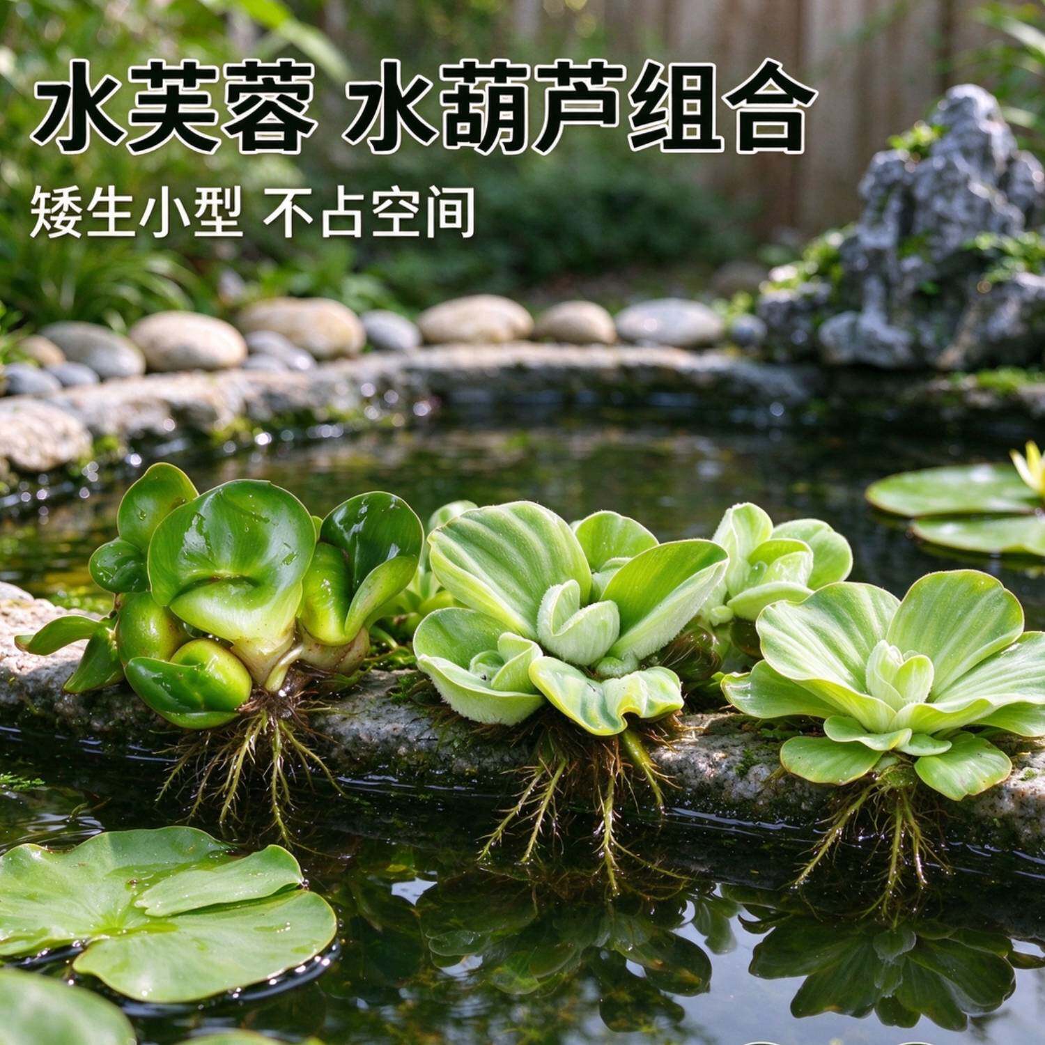 原生水芙蓉 水葫芦鱼池浮水植物 室内水缸造景 懒人好养水生草